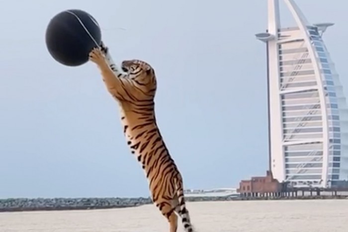 Kiborult az internet népe a babaváró buli miatt