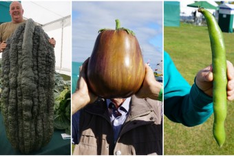 Sorra dőltek a rekordok az óriás zöldségek fesztiválján