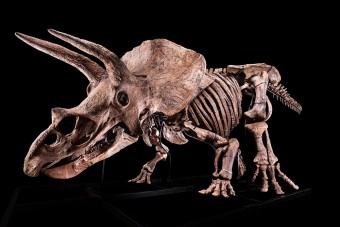 Milliárdokat fizettek egy triceratopszcsontvázért 