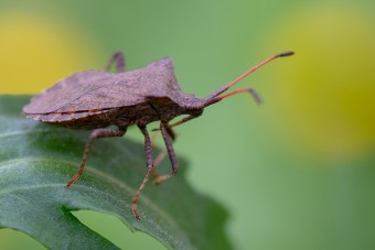 A chiphiány mellett a poloskák is betesznek az autóiparnak