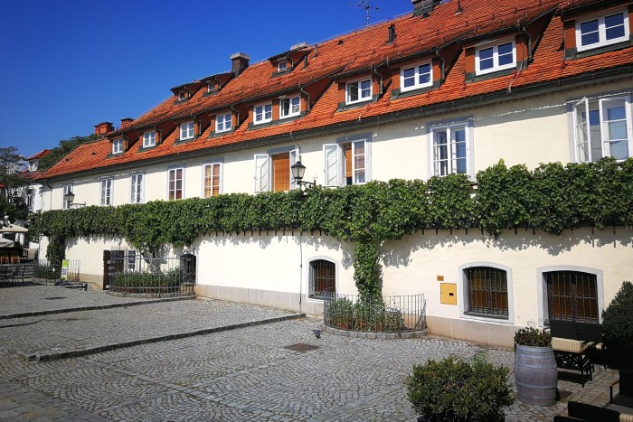 500 éve érik ezen a tőkén szőlő