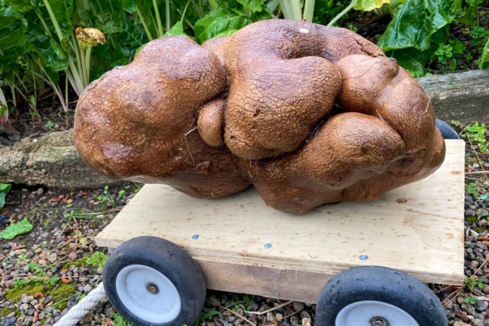 Világrekorder lehet ez az óriási, meglehetősen ronda krumpli