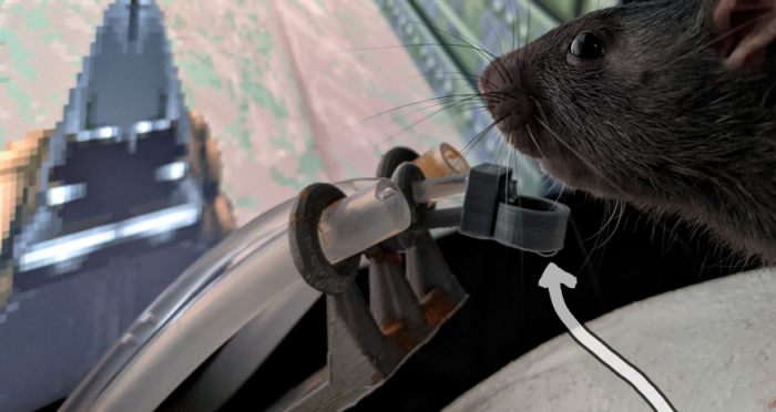 Megtanított videojátékozni egy patkányt egy magyar tudós 2