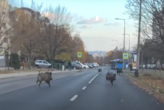 Így rohangáltak a vaddisznók a 11. kerületben