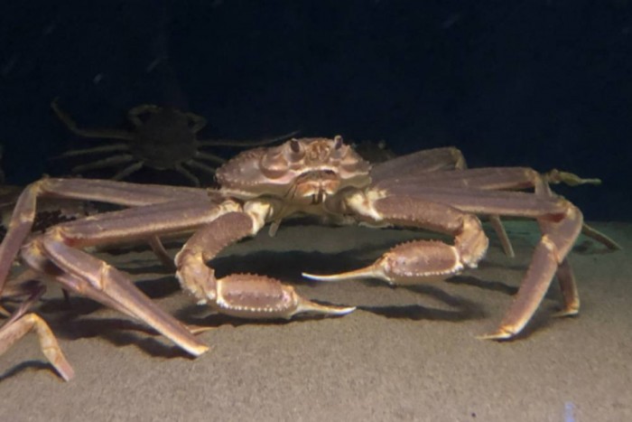 Ehető pók ért többet kétmillió forintnál egy japán árverésen