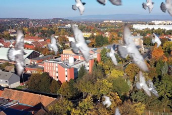 Galamb támadt egy drónra Szombathelyen, videón az eset