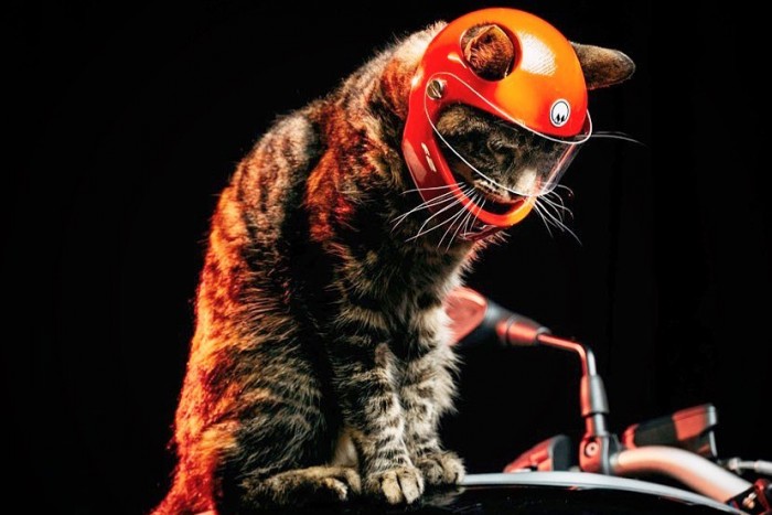 Már a macskák is kaphatnak bukósisakot