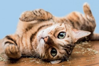 Kábult macskák pózolnak 2022 legviccesebb naptárában 