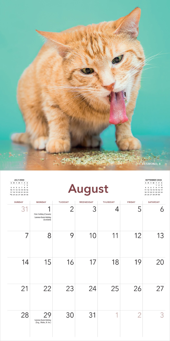 Kábult macskák pózolnak 2022 legviccesebb naptárában 10