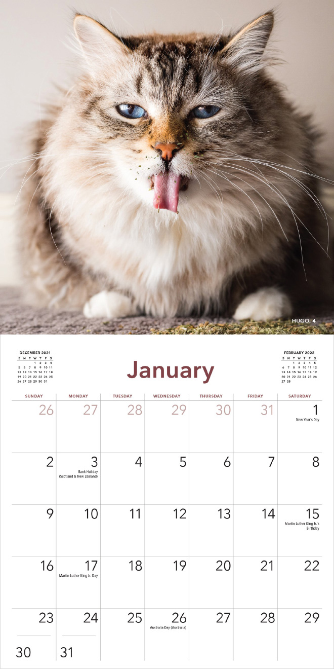 Kábult macskák pózolnak 2022 legviccesebb naptárában 3