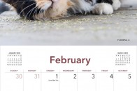 Kábult macskák pózolnak 2022 legviccesebb naptárában 16