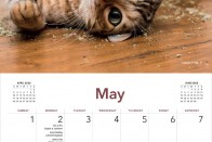 Kábult macskák pózolnak 2022 legviccesebb naptárában 19