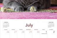Kábult macskák pózolnak 2022 legviccesebb naptárában 21
