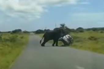 Videóra vették, ahogy az elefánt nekiesik egy SUV-nak, és felborítja