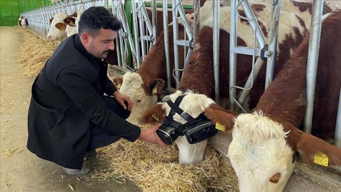 Vacas receberam óculos de realidade virtual em uma fazenda 1