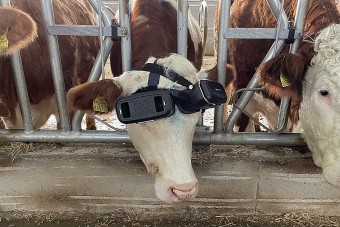 VR-szemüveget kaptak a tehenek egy farmon
