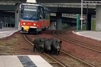Lazán flangáló disznók tartották fel a villamost