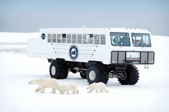 Ez a busz nem ébreszti fel az alvó jegesmedvéket 