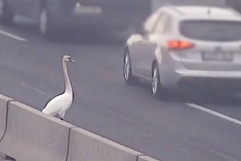 Egy hattyú téblábolt az M0-son, videó is készült róla