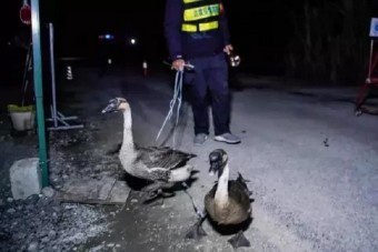 Libákkal őrzik az országhatárt