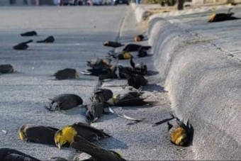 Félelmetes, ahogy egyszerre több száz madár csapódik a földbe 