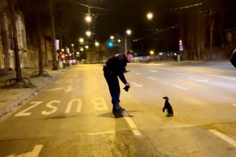 Pingvint fogtak a rendőrök a Dózsa György úton