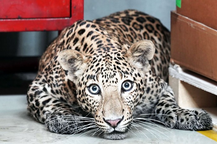 Nagymacska miatt állt le a Mercedes-gyártás