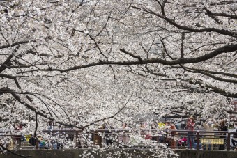 Újra cseresznyevirágba borult Japán 