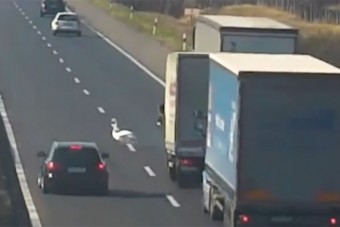 Hattyú szállt le az M1-esre, közel volt a tömegkarambol