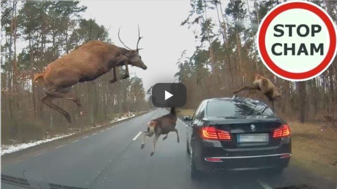 Autót is lehet venni a Lidltől 1 | Vezess Autót is lehet venni a Lidltől 1