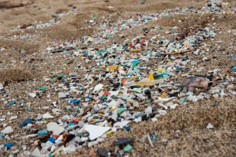 Korunk pestisétől óvna az Audi