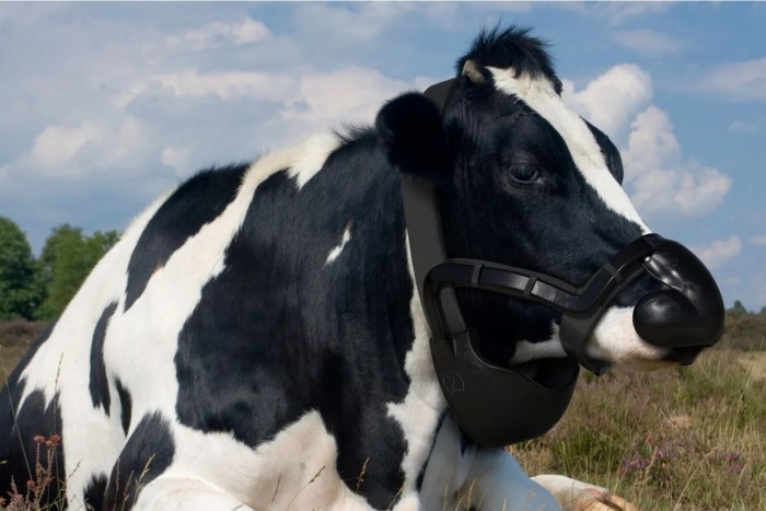 Marhanyakörv lassíthatja a klímaváltozást