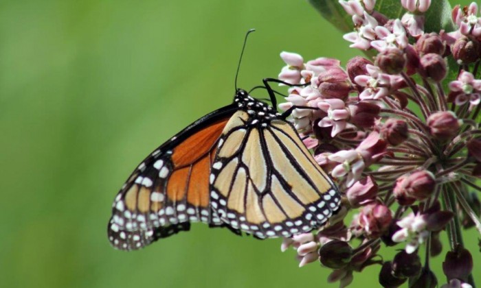 Megköszönik a méhek, amit értük tesz az autógyártó 2
