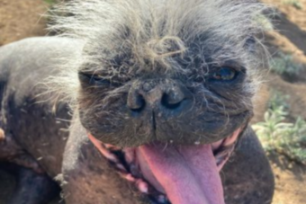 Megvan a világ legrondább kutyája