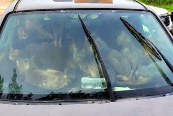 47 macskát találtak egy parkoló autóban