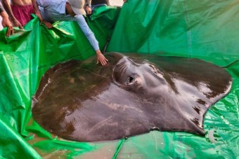 Gigantikus 300 kilós halat fogtak ki a Mekongból 