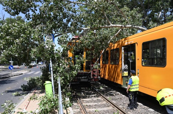 Fa dőlt a villamosra Kőbányán, két sérült 1
