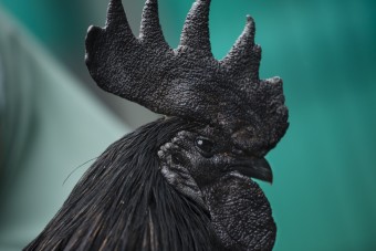 Aranyáron adják ezeket a tyúkokat