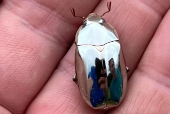 Ékszerként is elmennének ezek a bogarak, pedig igaziak