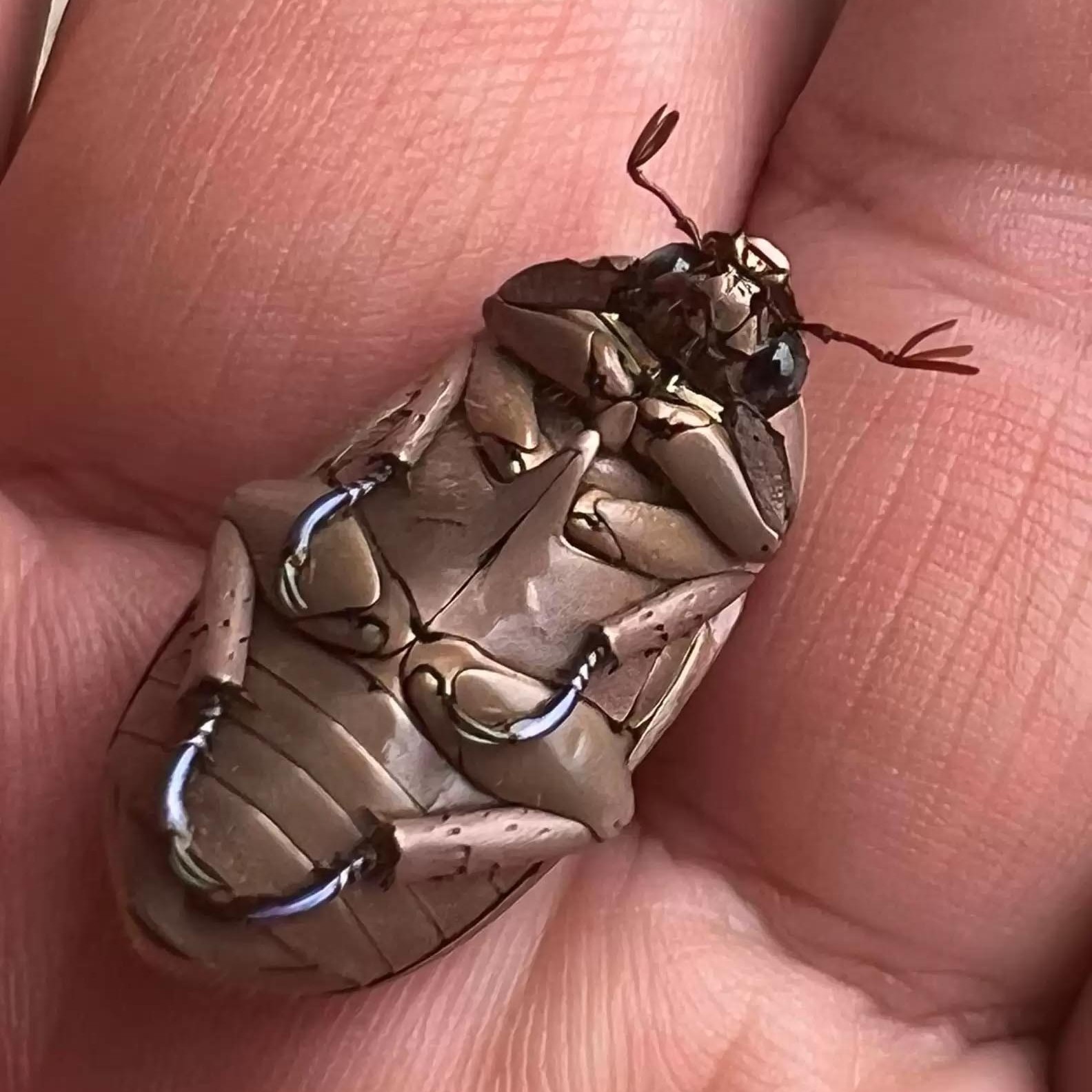 Ékszerként is elmennének ezek a bogarak, pedig igaziak 3