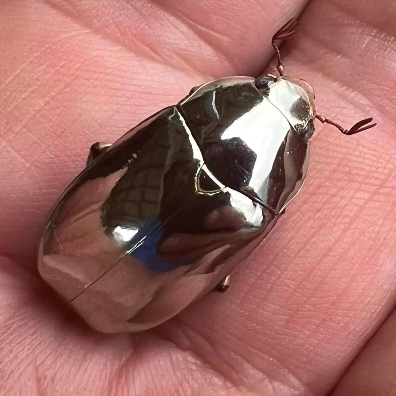 Ékszerként is elmennének ezek a bogarak, pedig igaziak 2