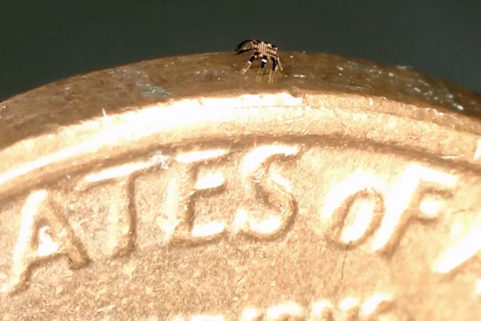 Bolhányi robotok műthetik az embereket