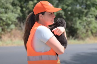 Kiskutyát mentett a Magyar Közút, adj neki nevet!