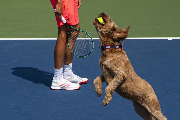Nem jött be a kutyás újítás a teniszben