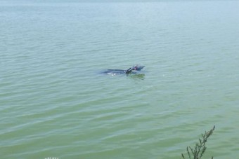 Csak a BMW csomagtartója látszott ki a Fehérvárcsurgói-víztározóból