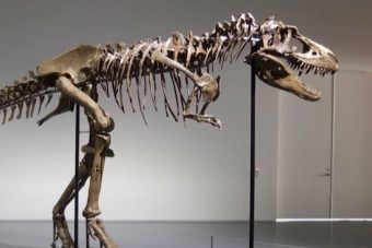 2,4 milliárd forintot adtak egy kegyetlenül menő, teljes gorgoszaurusz-csontvázért 