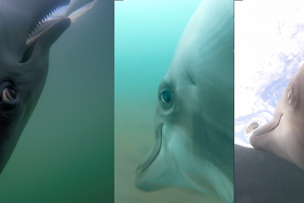 Kamerát kötöttek a haditengerészeti delfinekre, ezt látják