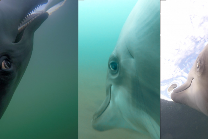 Kamerát kötöttek a haditengerészeti delfinekre, ezt látják