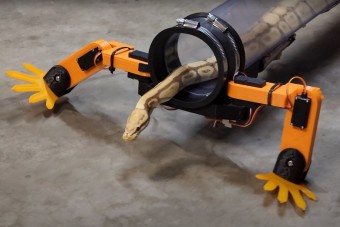 Robotlábakat növesztettek egy kígyónak
