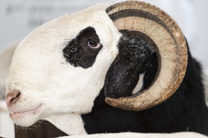 Simán elkérik egy drágább autó árát ezért a birkáért 2